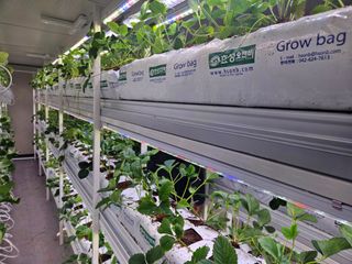 이두현님의 딸기 · 영농일지 작성글 사진