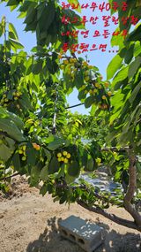 팜모닝 기타작물·영농일지 게시글 이미지