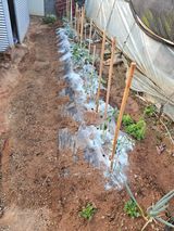 팜모닝 고추·영농일지 게시글 이미지