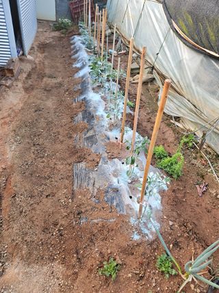 양간다리님의 고추 · 영농일지 작성글 사진