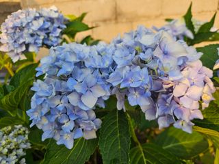 양간다리님의 고추 · 영농일지 작성글 사진