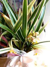 팜모닝 팜모닝·출석 게시글 이미지