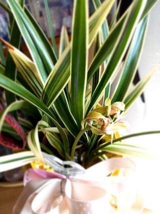 장연송님의 팜모닝 · 출석 작성글 사진