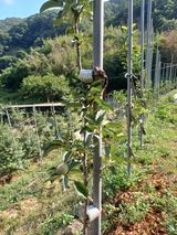 팜모닝 사과·영농일지 게시글 이미지