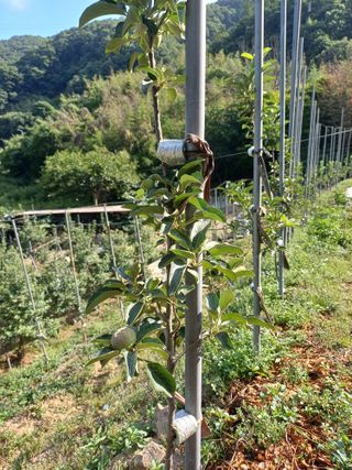 보공(김대호)님의 사과 · 영농일지 작성글 사진