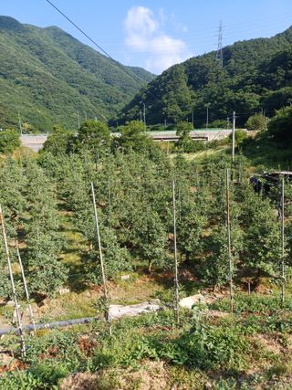 보공(김대호)님의 사과 · 영농일지 작성글 사진