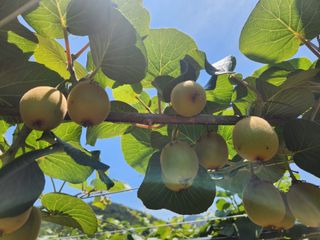 곽상철님의 기타작물 · 영농일지 작성글 사진