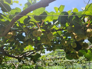 곽상철님의 기타작물 · 영농일지 작성글 사진