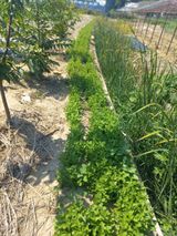 팜모닝 기타작물·영농일지 게시글 이미지