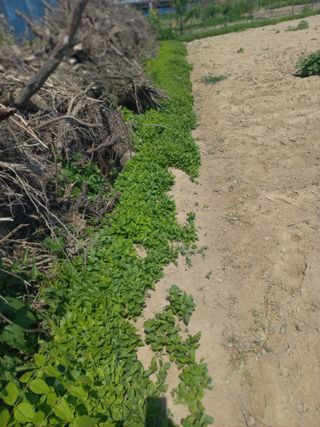 바람처럼님의 기타작물 · 영농일지 작성글 사진