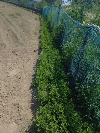 바람처럼님의 기타작물 · 영농일지 작성글 사진