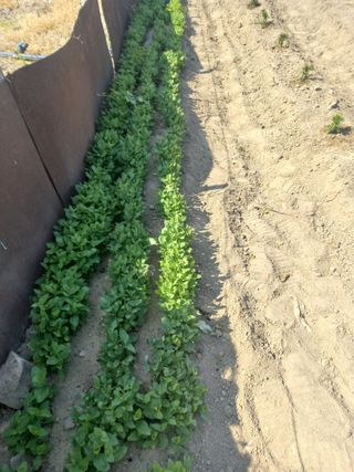 바람처럼님의 기타작물 · 영농일지 작성글 사진