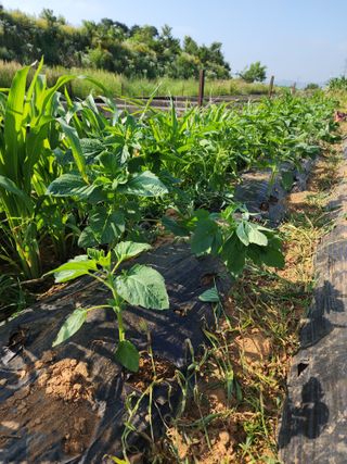 전성천님의 참깨 · 영농일지 작성글 사진