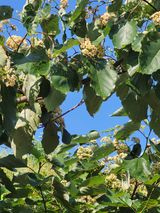 팜모닝 기타작물·영농일지 게시글 이미지