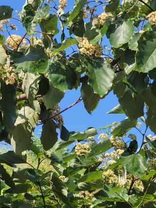 매미농장님의 기타작물 · 영농일지 작성글 사진