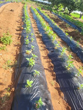 매미농장님의 기타작물 · 영농일지 작성글 사진