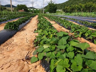 심기정님의 고구마 · 영농일지 작성글 사진