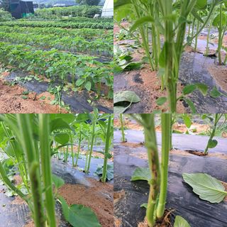 강재구님의 참깨 · 병해충상담 작성글 사진