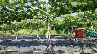 운악산돌밭포도님의 포도 · 영농일지 작성글 사진