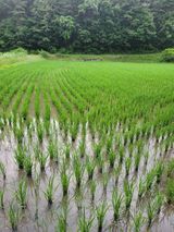 팜모닝 벼·영농일지 게시글 이미지