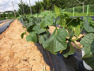 심기정님의 오이 · 영농일지 작성글 사진