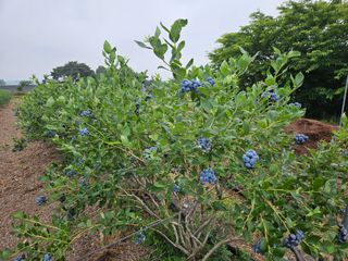 김성현님의 블루베리 · 영농일지 작성글 사진