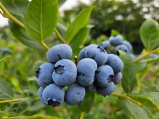 김성현님의 블루베리 · 영농일지 작성글 사진