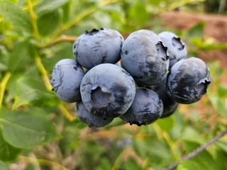김성현님의 블루베리 · 영농일지 작성글 사진
