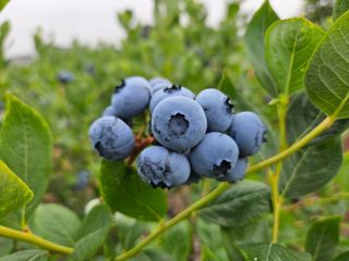 김성현님의 블루베리 · 영농일지 작성글 사진