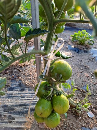 김금옥님의 토마토 · 영농일지 작성글 사진