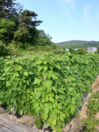 김재영님의 콩 · 영농일지 작성글 사진
