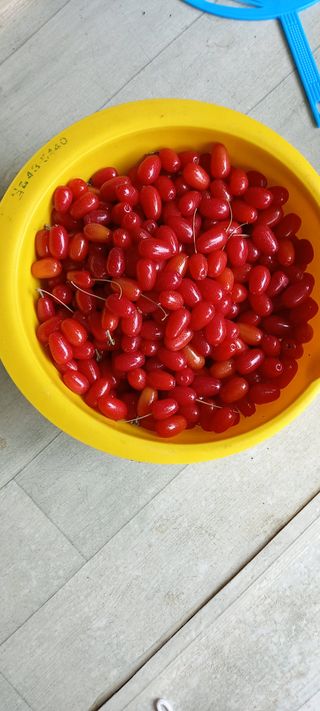 가일홍기남님의 기타작물 · 영농일지 작성글 사진