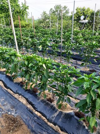 김재영님의 고추 · 영농일지 작성글 사진