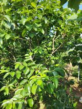 팜모닝 감·영농일지 게시글 이미지