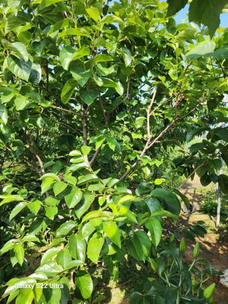 박주호 님의 감 · 영농일지 작성글 사진