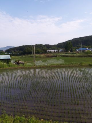 김재영님의 벼 · 영농일지 작성글 사진