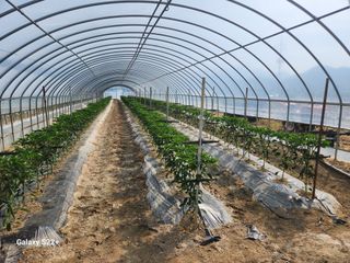 최원복님의 고추 · 영농일지 작성글 사진