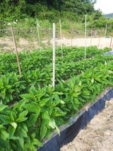 팜모닝 참깨·영농일지 게시글 이미지