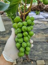 팜모닝 포도·영농일지 게시글 이미지