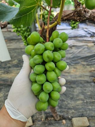 정세화님의 포도 · 영농일지 작성글 사진