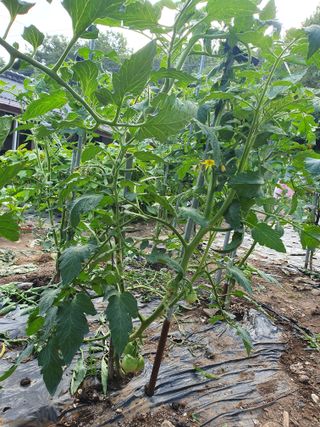 금강석님의 토마토 · 영농일지 작성글 사진