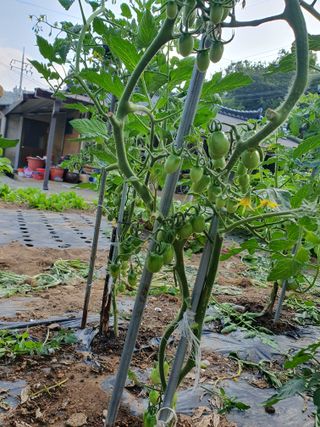 금강석님의 토마토 · 영농일지 작성글 사진