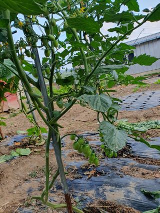 금강석님의 토마토 · 영농일지 작성글 사진