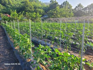 hkte님의 고추 · 일상 작성글 사진