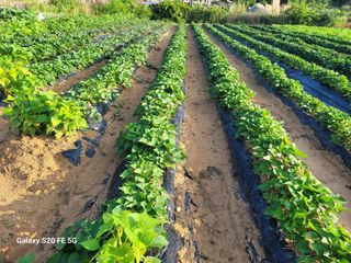 hkte님의 고추 · 일상 작성글 사진