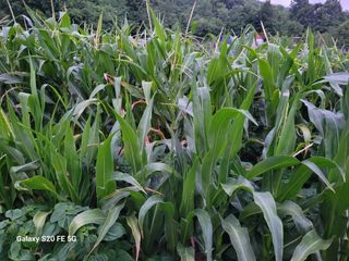 hkte님의 고추 · 일상 작성글 사진