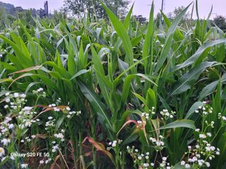 hkte님의 고추 · 일상 작성글 사진