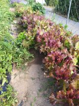 팜모닝 상추·영농일지 게시글 이미지