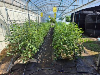 화성시정남면신리님의 토마토 · 영농일지 작성글 사진