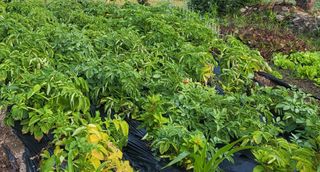 마늘님의 감자 · 영농일지 작성글 사진